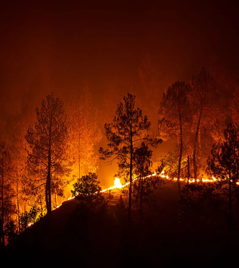 Wildfire