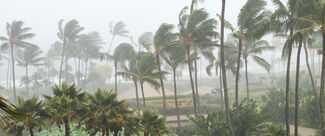 Palm tress in stormy weather