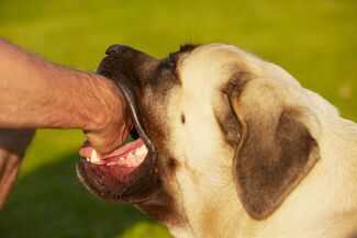 Naples Dog Bite Attorneys - dog biting human hand
