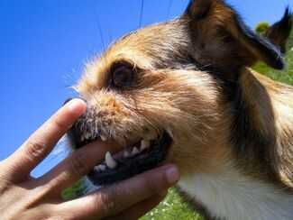 Where Can I Find Dog Bite Attorneys in Big Pine Key, FL - Dog biting fingers