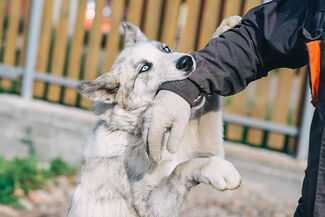 Kissimmee Dog Bite Attorneys - Dog Biting Mans Wrist