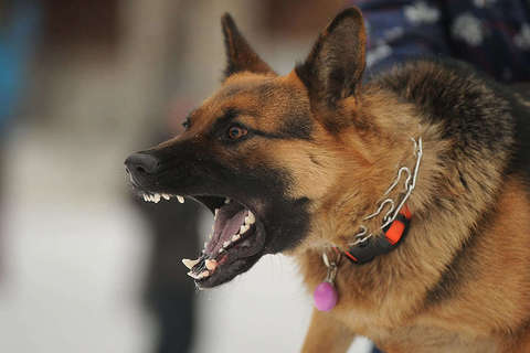 Dog Bites/Animal Attacks